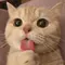 gila bola jadwal joker123 benuajoker Shutterstock (CNN) British Veterinary Medical Association menyarankan untuk 'jauhkan kucing Anda'